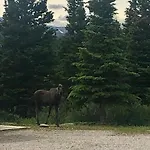 Denali Park Hotel