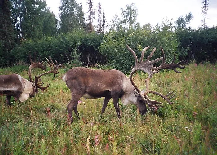 All Alaska Outdoors