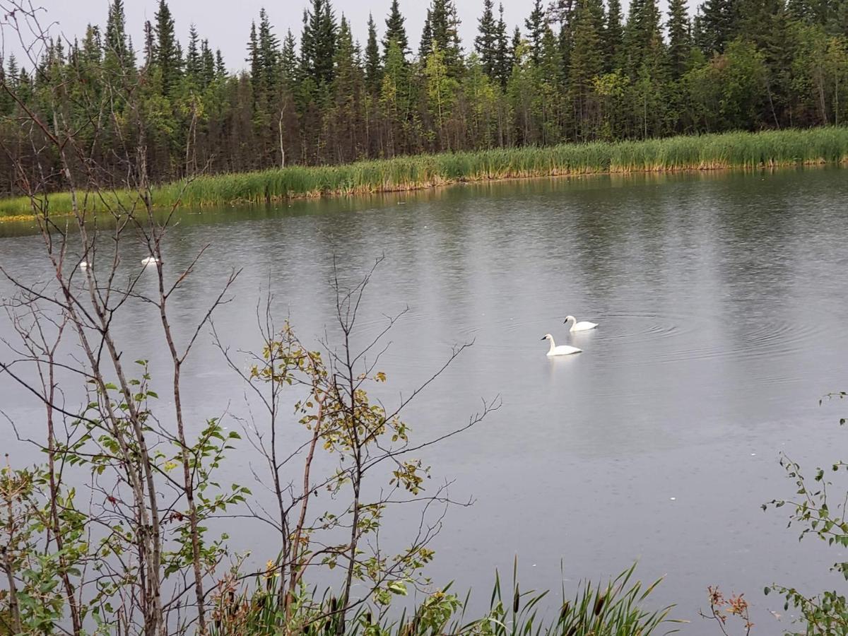 Denali Wild - Bear With Hot Tub And Free Wifi, Private, Sleep 6