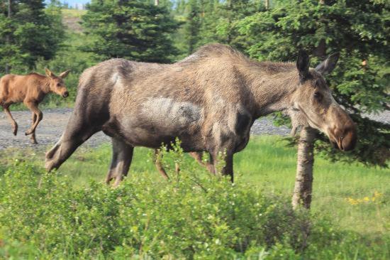 Denali Park 2* Healy