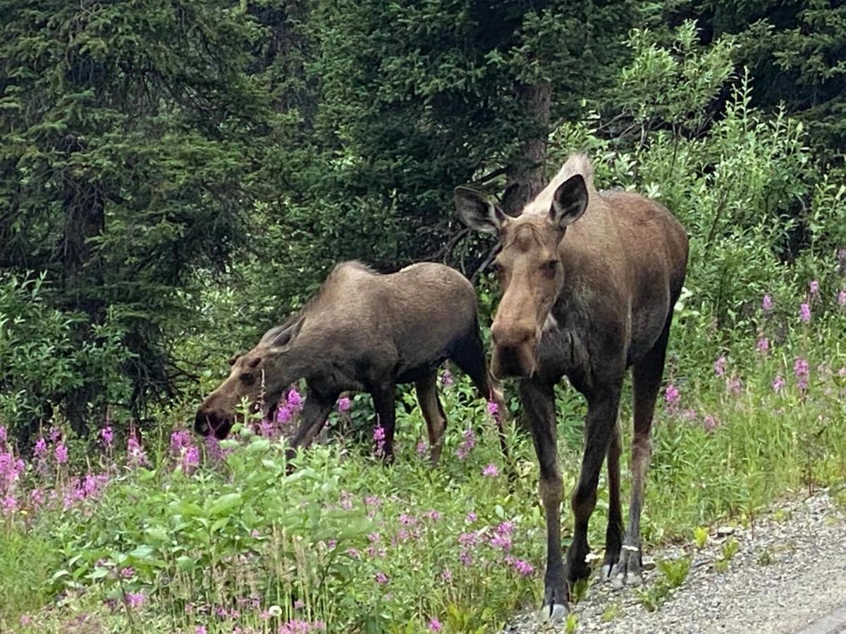 Denali Rv Park & * Healy