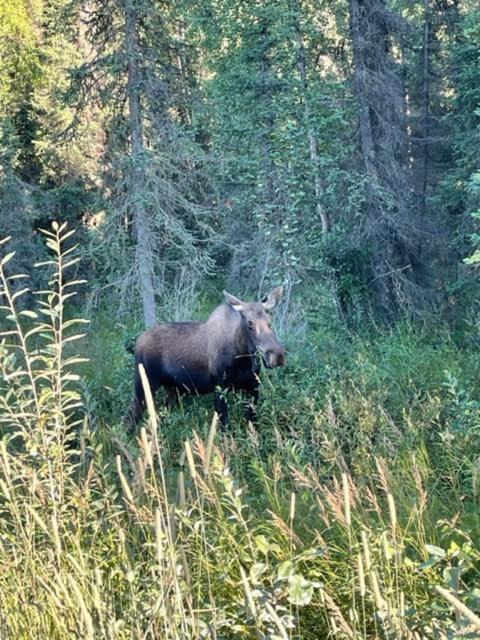 Alaska + At Longmere * Soldotna