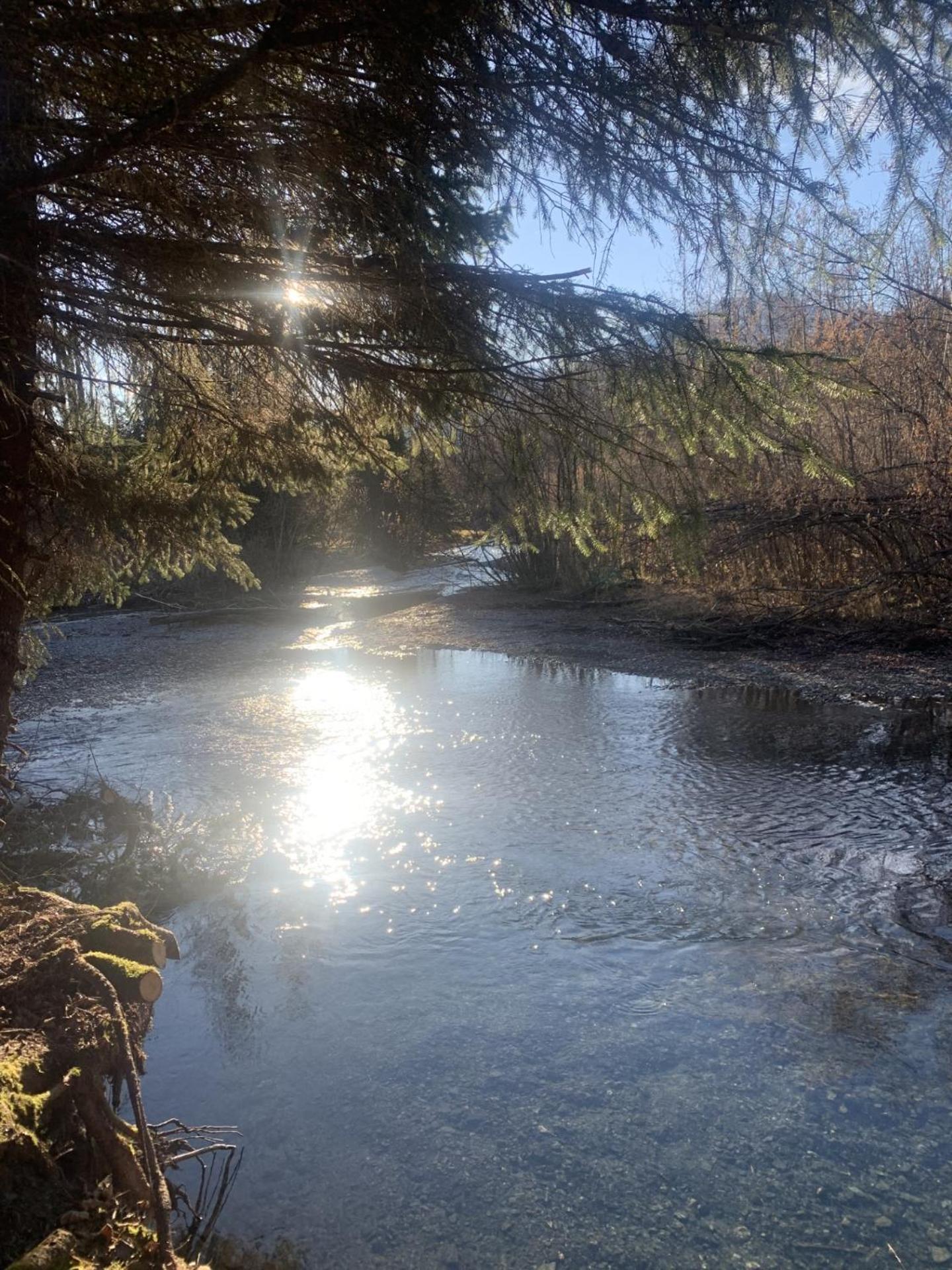 Bear Bottoms At Salmon Creek