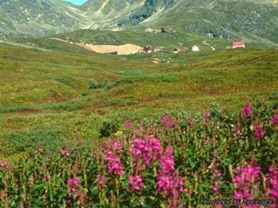 Hatcher Pass Palmer