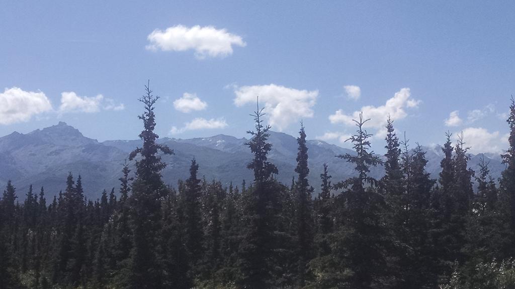 Denali's Alaskan Spruce Healy