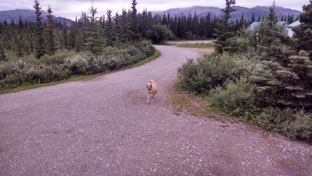 Holiday park Denali's Alaskan Spruce 3*