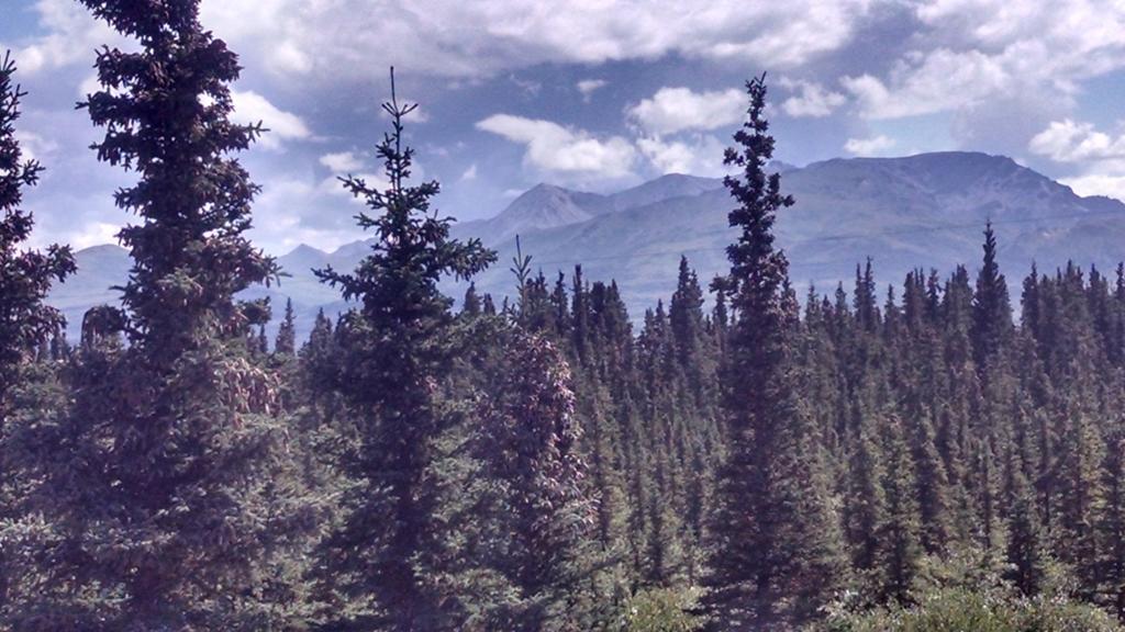 Denali's Alaskan Spruce Healy