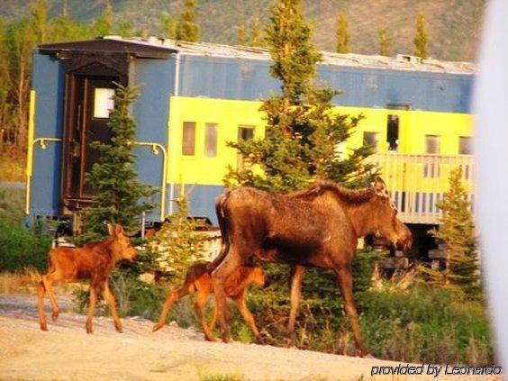 Motel Denali Park 2*