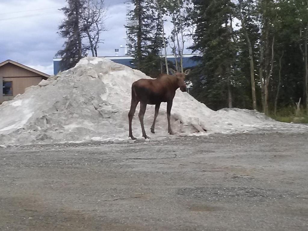 Holiday park Denali's Alaskan Spruce