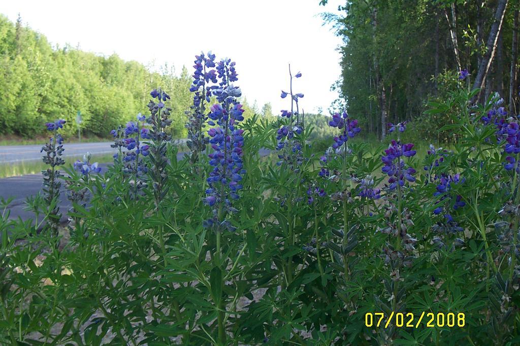 Grace And Bill's Freedom Hills Talkeetna