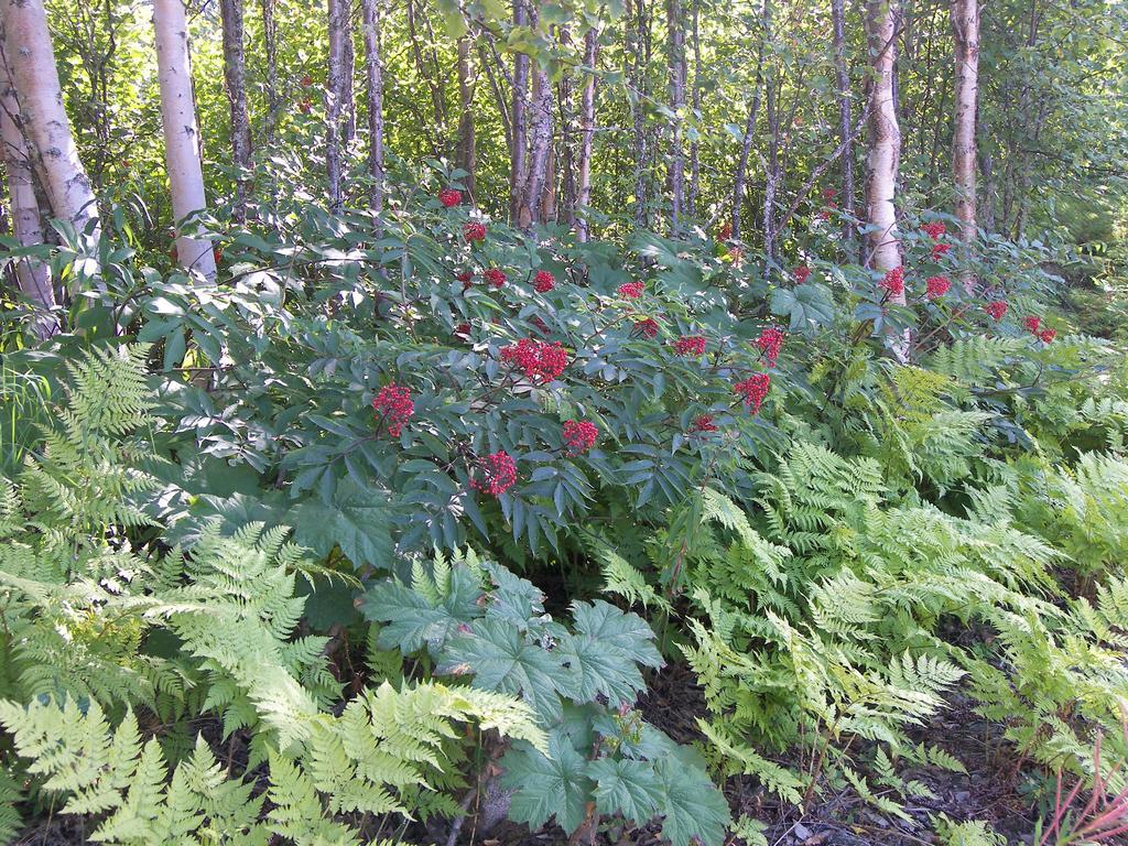 Grace And Bill's Freedom Hills 2* Talkeetna