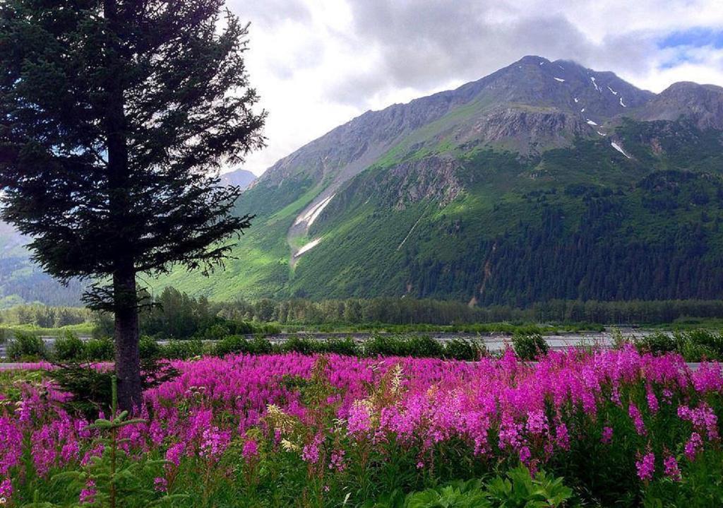 Arctic Paradise Seward