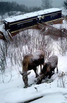 Hotel Alaska Adventure 3*