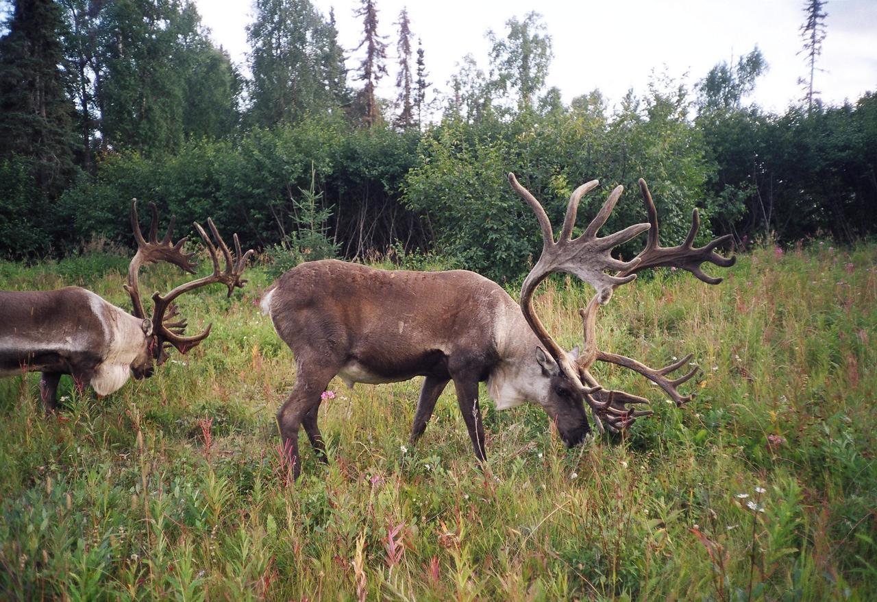 All Alaska Outdoors Soldotna