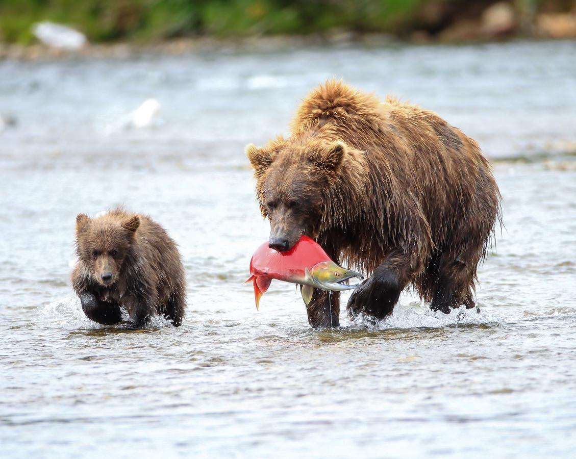 All Alaska Outdoors Lodge *