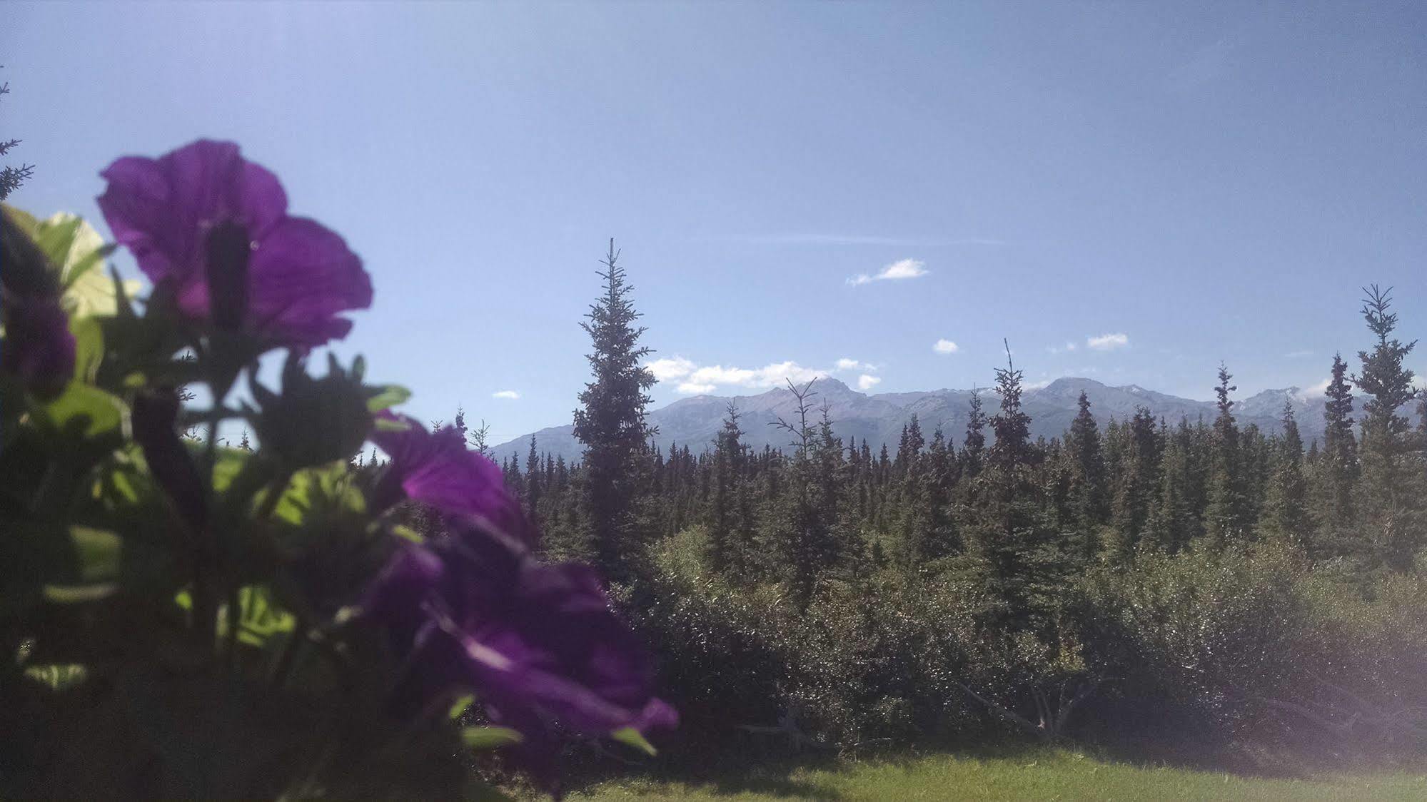 Denali's Alaskan Spruce Holiday park