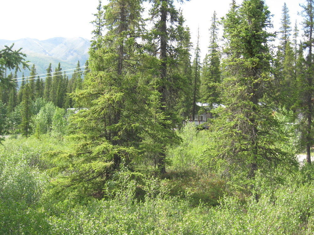 Lodge The Perch Resort